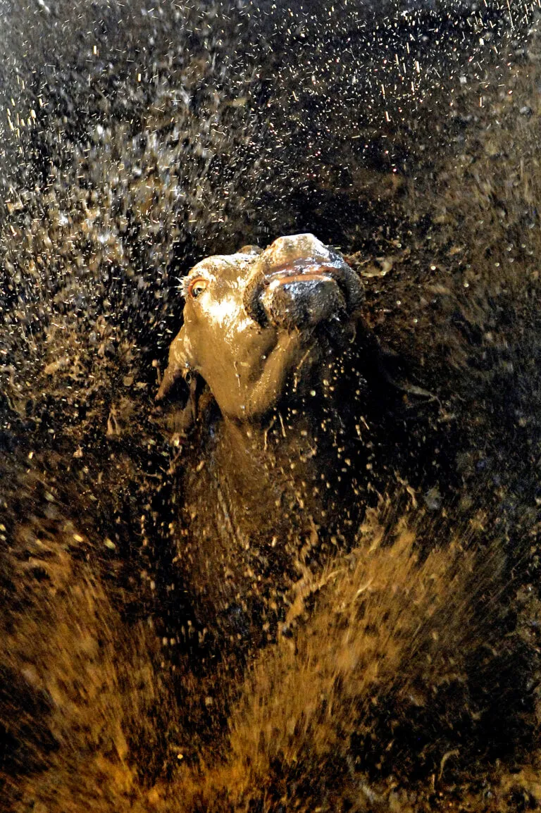 GANADERIA-IBERA-1er.-Premio-New-Holland-2010-768x1154